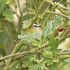 Firecrest.jpg