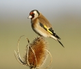 Goldfinch_28129.jpg