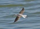 Greenshank2.jpg