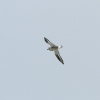 Grey_Plover.jpg