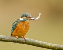 Kingfisher_28229.jpg