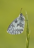 Marbled_white.jpg