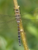 Migrant_Hawker.jpg