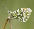 Orange-tip_28229.jpg