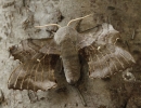 Poplar_Hawk_Moth.jpg