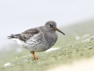 Purple_Sandpiper.jpg