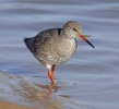 Redshank.jpg