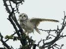 S_E_Owl_001.jpg