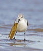 Sanderling_28129.jpg