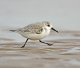 Sanderling_28229.jpg