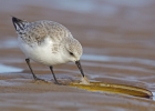 Sanderling_28429.jpg