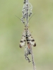 Scorpion_Fly.jpg