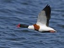 Shelduck2.jpg