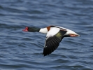 Shelduck_1.jpg