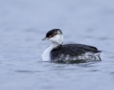 Slavonian_Grebe.jpg