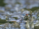 Small_Red-eyed_Damselfly_(4).jpg