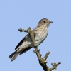 Spotted_Flycatcher_28129.jpg