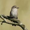 Spotted_Flycatcher_28229.jpg