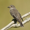 Spotted_Flycatcher_28329.jpg