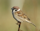 Tree_Sparrow.jpg