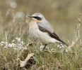 Wheatear.jpg