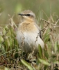 Wheatear1.jpg