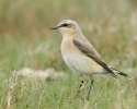 Wheatear2.jpg