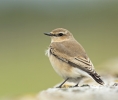 Wheatear~0.jpg