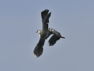 lapwing.jpg