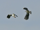 lapwing1.jpg