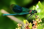 01__BANDED_DEMOISELLE__.jpg