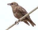 0V6A3445___YOUNG_STARLING__CRP.jpg