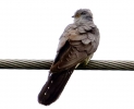 0V6A6346__CUCKOO_A_CRP.jpg