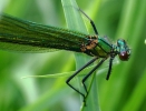 0V6A6395__MALE_BANDED_DEMOISELLE__CRP.jpg