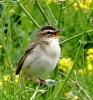 0V6A6401__SEDGE_WARBLER__CRP.jpg