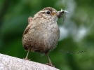 0V6A9754___WREN_28_With_Breakfast_29__c_crp.jpg