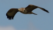 7Y8A4575__buzzard_CRP.jpg