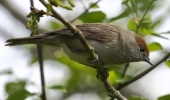 Filename=864A0014__JUV_BLACK_CAP__CRP.jpg
Filesize=110KiB
Dimensions=900x529
Date added=May 13, 2016 864A0014__JUV_BLACK_CAP__CRP.jpg
