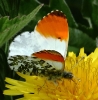 864A0057__ORANGE_TIP_CRP.jpg