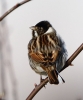 864A0071__REED_BUNTING__CRP.jpg
