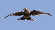 864A0084__SKYLARK_CRP.jpg