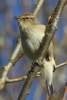 864A0142___CHIFF_CHAFF__CRP.jpg