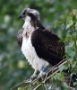 864A0175__OSPREY__CRP_A.jpg