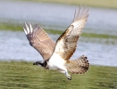 864A0225___OSPREY_FISHING__CRP.jpg