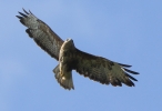 864A0233___BIG_BUZZARD_cp.jpg