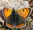 864A0251__SMALL_COPPER__CRP.jpg