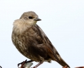 864A0274__DUNNOCK_CRP.jpg