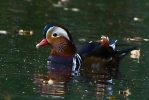 864A0315___MANDARIN.jpg