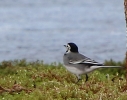 864A0331___WHITE_WAGTAIL.JPG