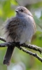 Filename=864A0349__NO_ID_CRP.jpg
Filesize=107KiB
Dimensions=489x815
Date added=May 13, 2016 864A0349__NO_ID_CRP.jpg